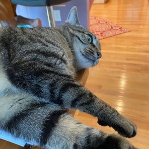 Meet your Posher, Leila